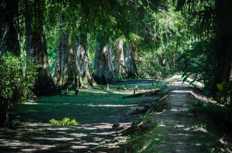 Casa Del Bosque Villa Tigre Bagian luar foto
